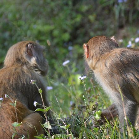 Green Hills Yoga Retreat ポカラ エクステリア 写真